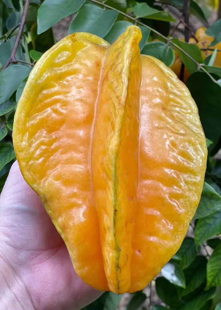 Ideias de Coberturas Que Vão Te Surpreender - inspiração 2