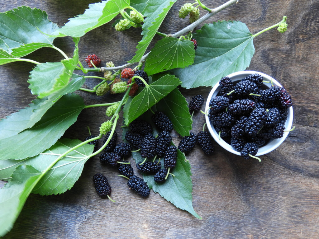 Quando e Como Consumir para Melhores Resultados - inspiração 2