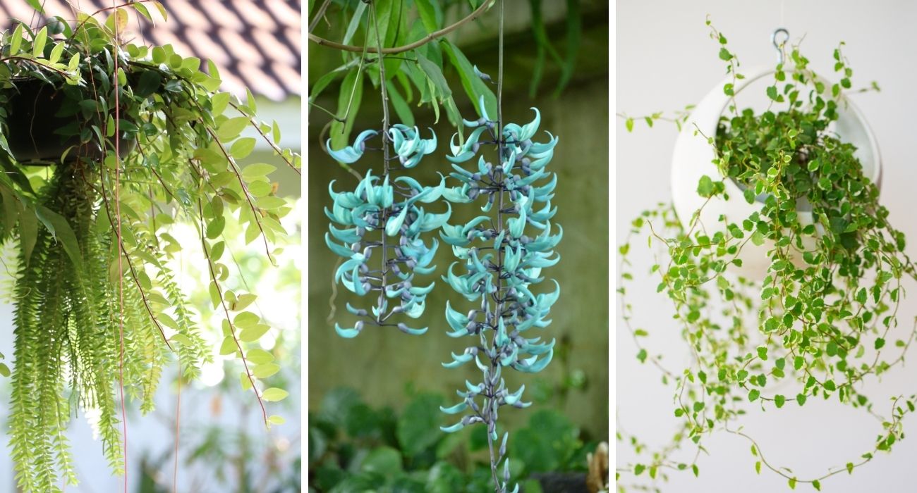 Um Toque de Elegância: Plantas Suspensas que Florescem em Vasos Chiques - inspiração 1