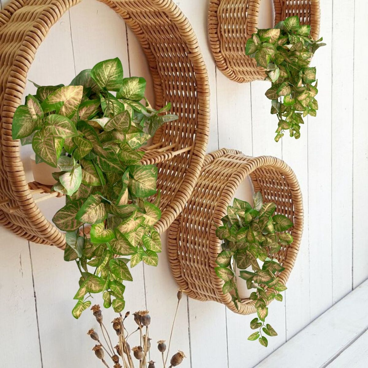 A Importância da Adubação para Plantas Suspensas Saudáveis - inspiração 1