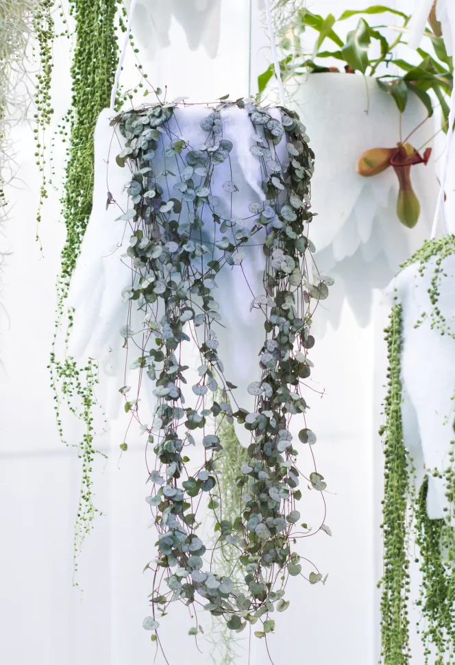 A Importância da Adubação para Plantas Suspensas Saudáveis - inspiração 2