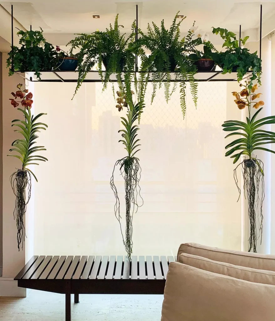 Propagação: Multiplique Suas Plantas Suspensa com Facilidade - inspiração 2