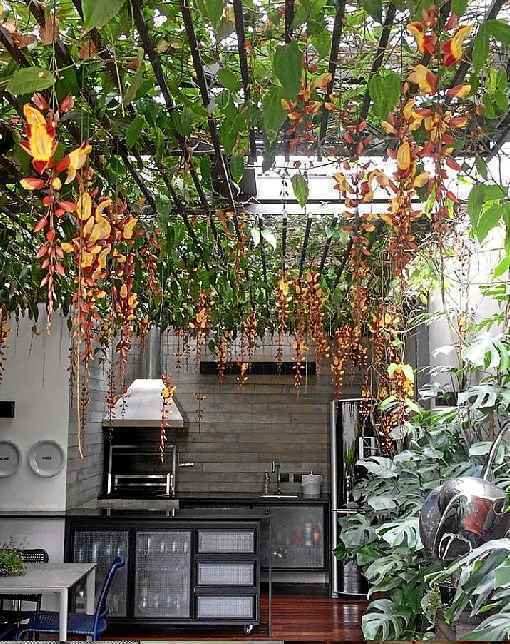 Plantas Suspensa que Purificam o Ar do Seu Lar - inspiração 2