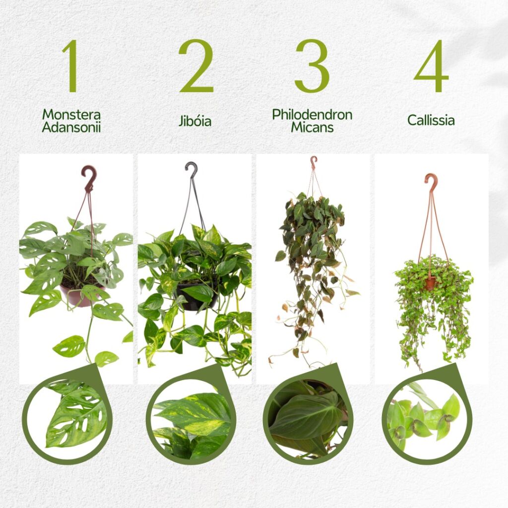 Rega Perfeita: Frequência e Quantidade Para Plantas Suspensas - inspiração 2