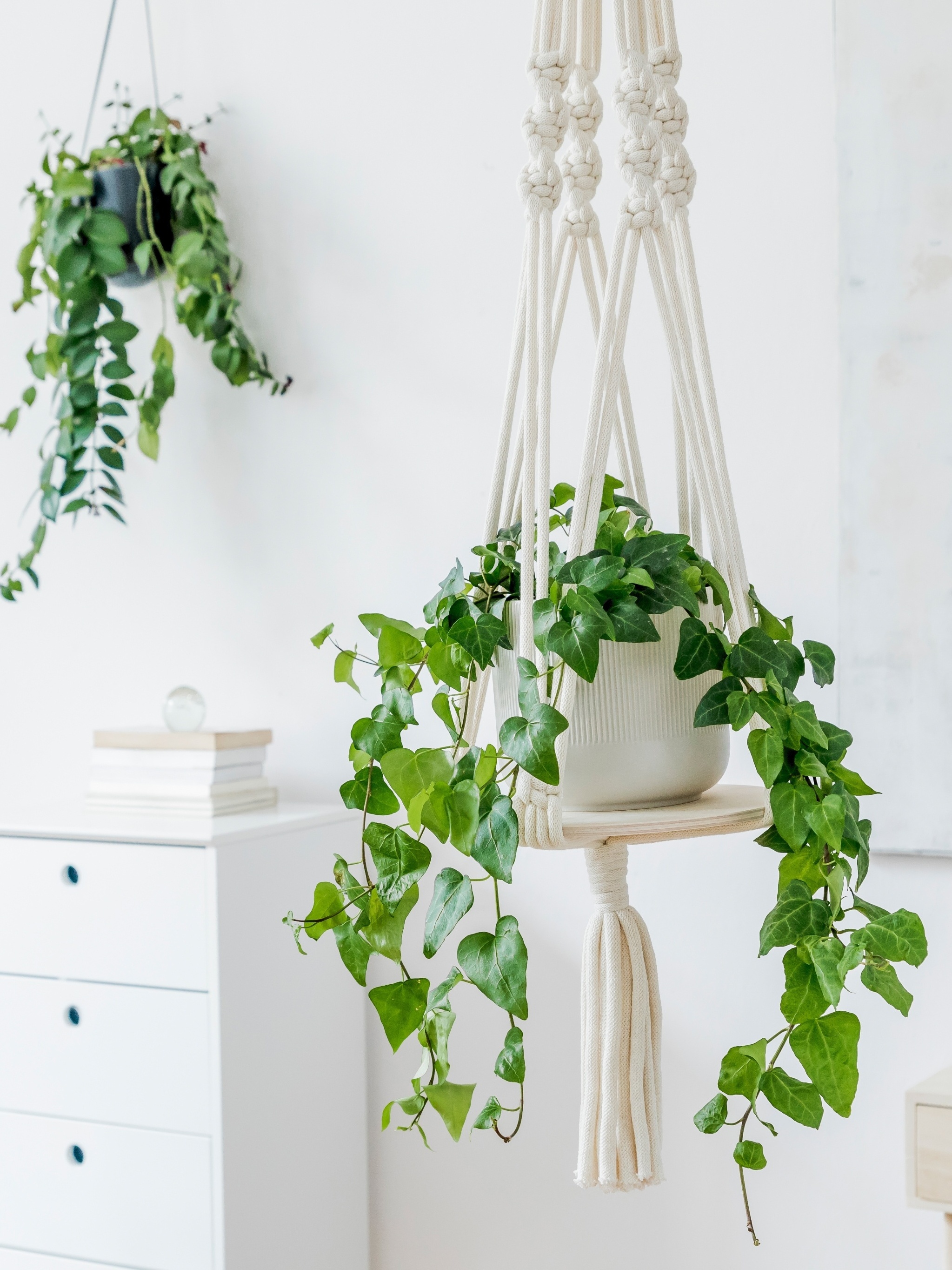 A Importância da Umidade e Como Criar o Clima Ideal - inspiração 2