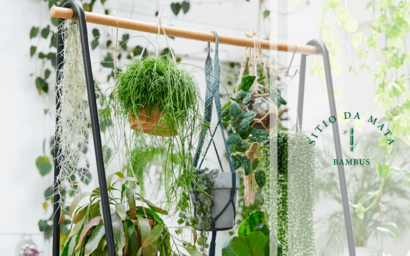 Adubação Estratégica: Nutrientes Que Suas Plantas Suspensas Amam - inspiração 2