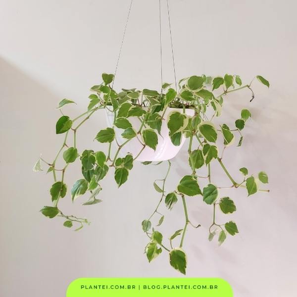 Poda e Manutenção: Mantendo Suas Pendentes Sempre Deslumbrantes - inspiração 1