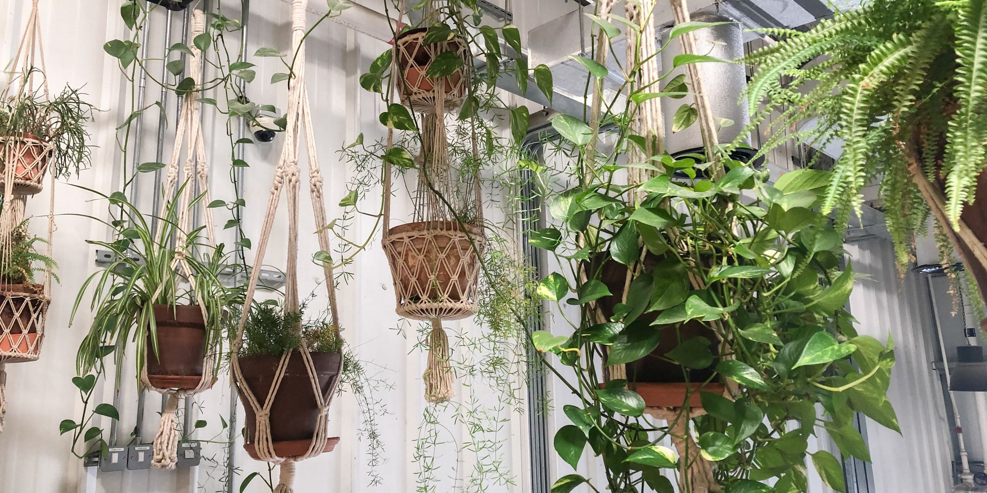 Solucionando Problemas Comuns: Pragas e Doenças em Plantas Suspensas - inspiração 2