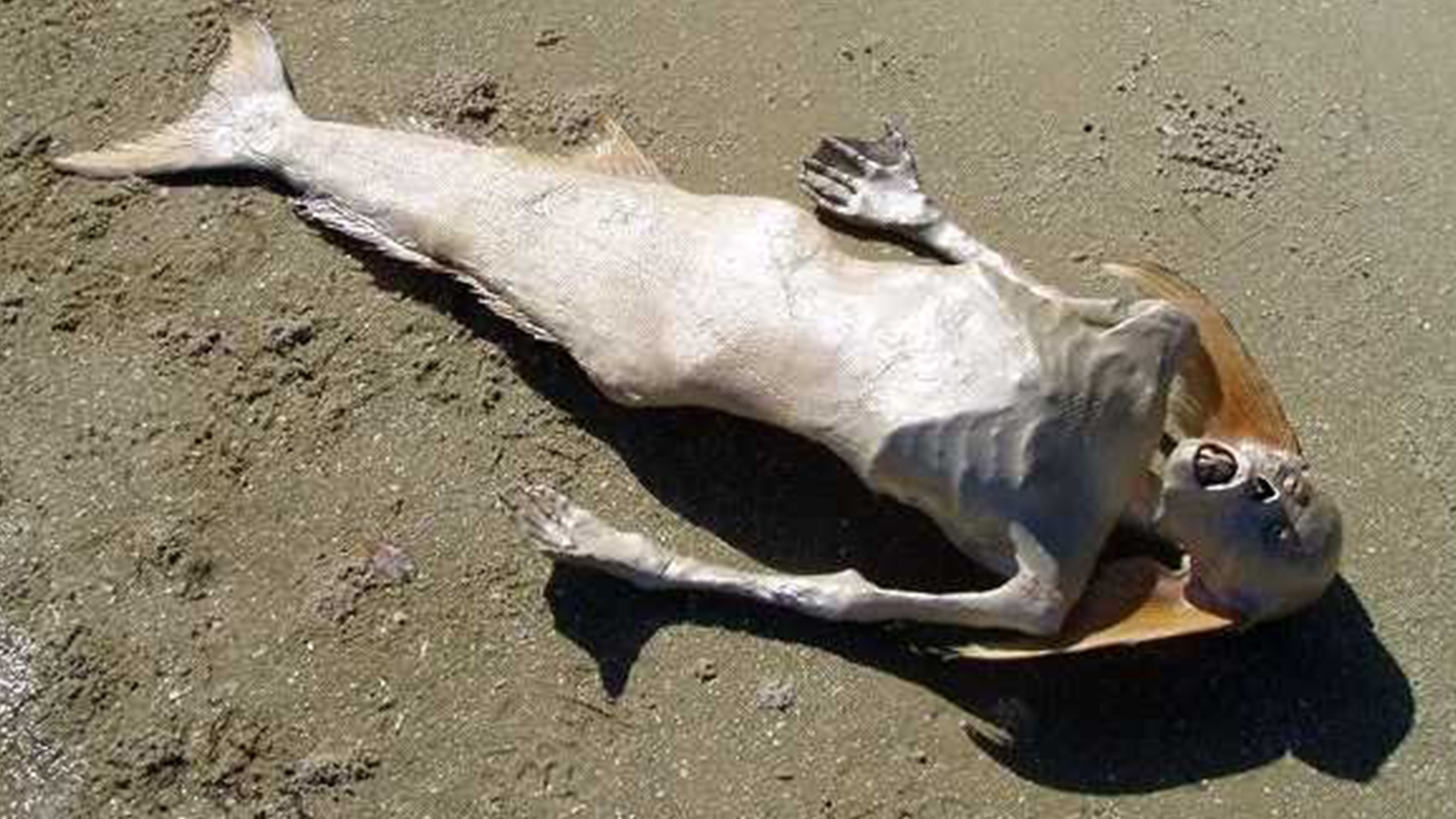 Aromas de Sereia: Fragrâncias Que Evocam a Frescura do Oceano - inspiração 1