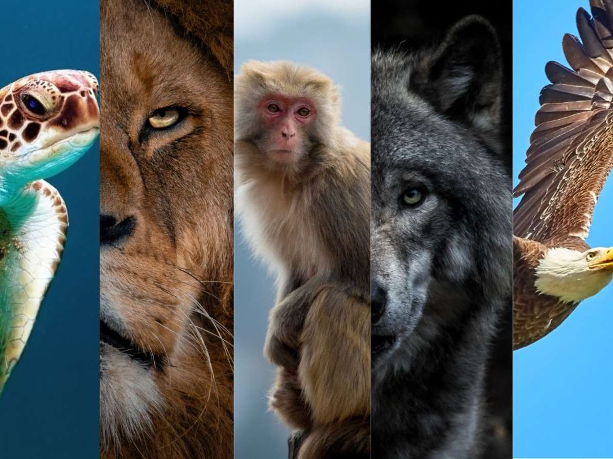 o que são animais de poder