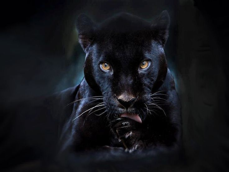 totem animal significado