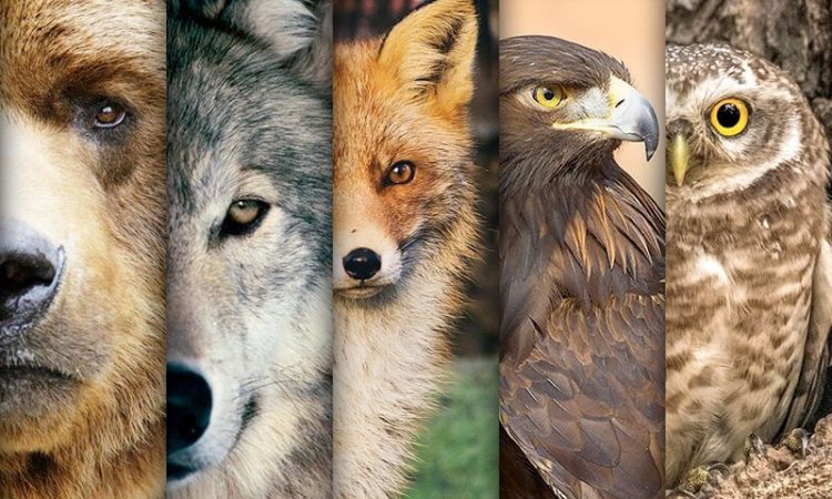 animais de poder xamanismo lista