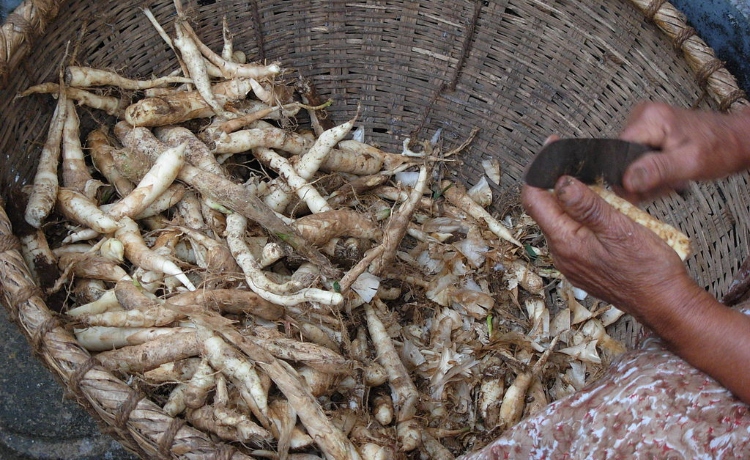 araruta receitas fáceis para iniciantes