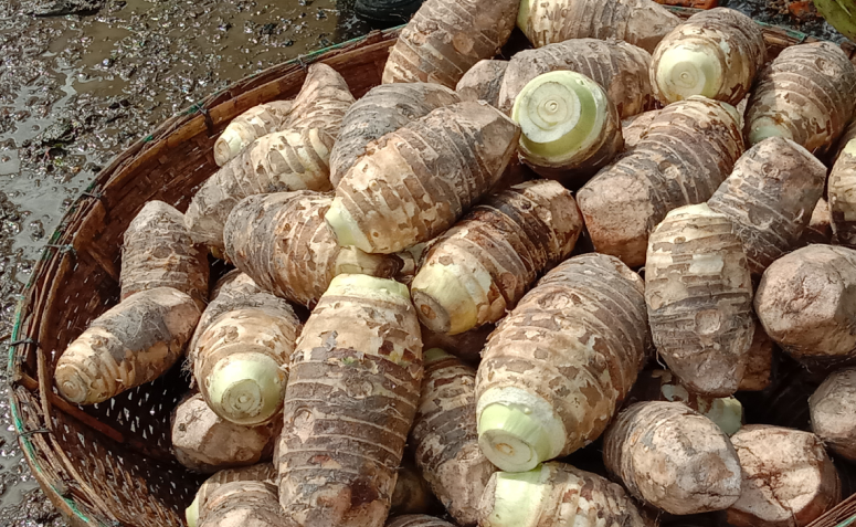 erros comuns ao usar farinha de araruta