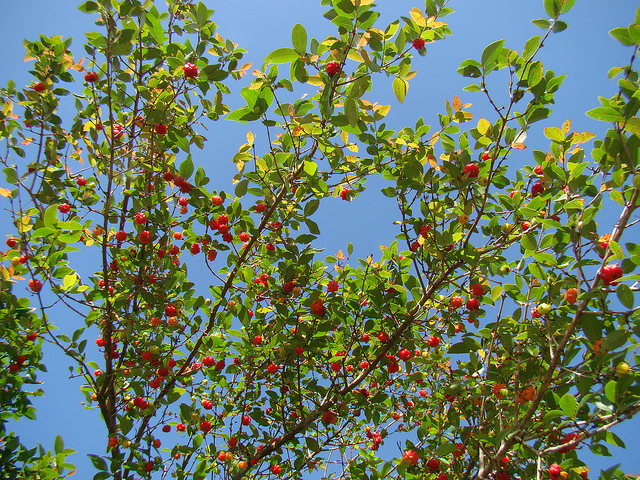 cultivo de pitanga
