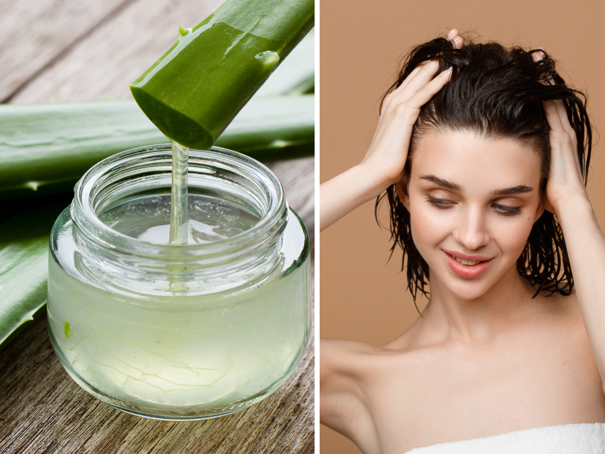 Comparativo: Aloe Barbadensis vs. Aloe Maculata para Cabelos Saudáveis