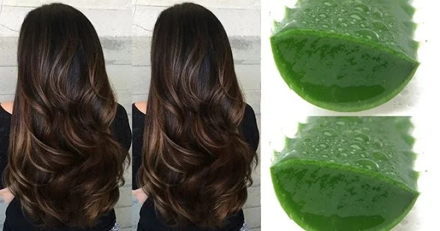 Receitas Caseiras com Babosa para Hidratação Profunda