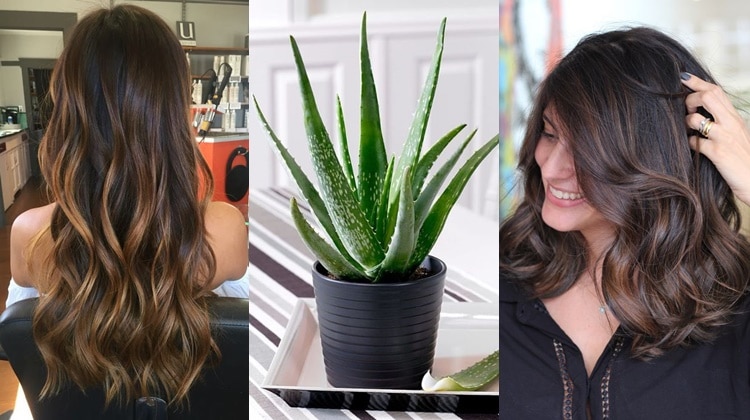 Babosa e Couro Cabeludo Saudável: A Combinação Perfeita