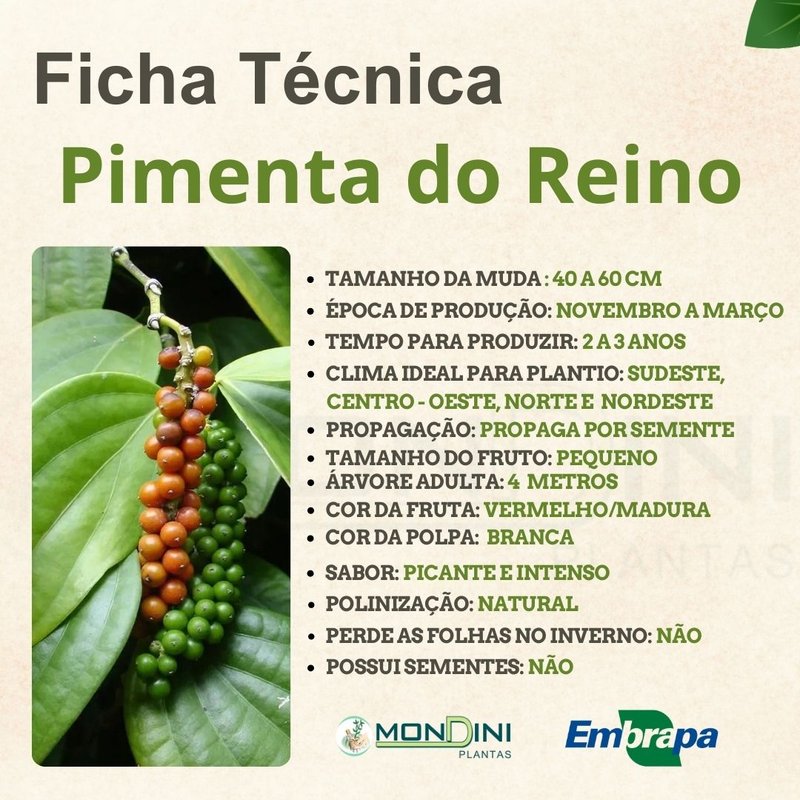benefícios da pimenta do reino