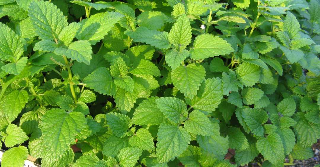 melissa officinalis para ansiedade e estresse