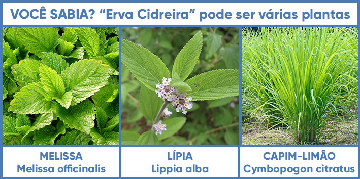 erros comuns ao preparar chá de melissa