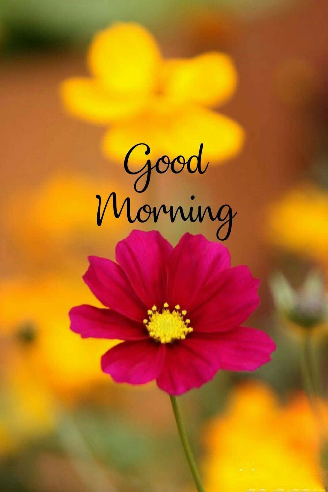 frases de bom dia com flores para status