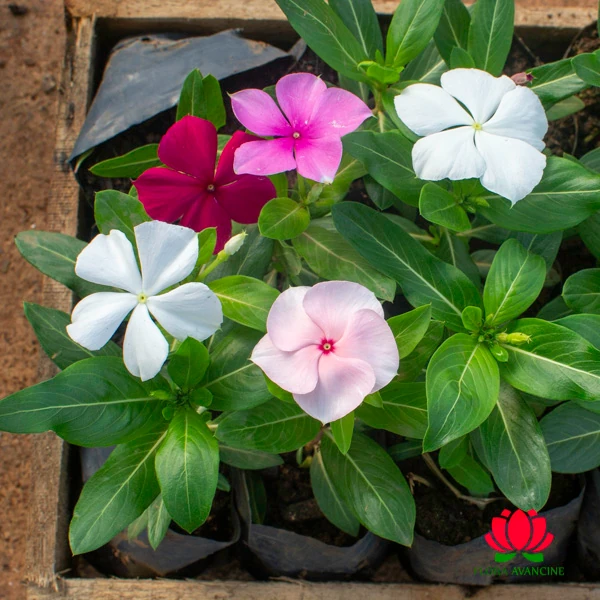 flores para alegrar o dia