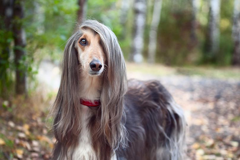cachorro pelo reto