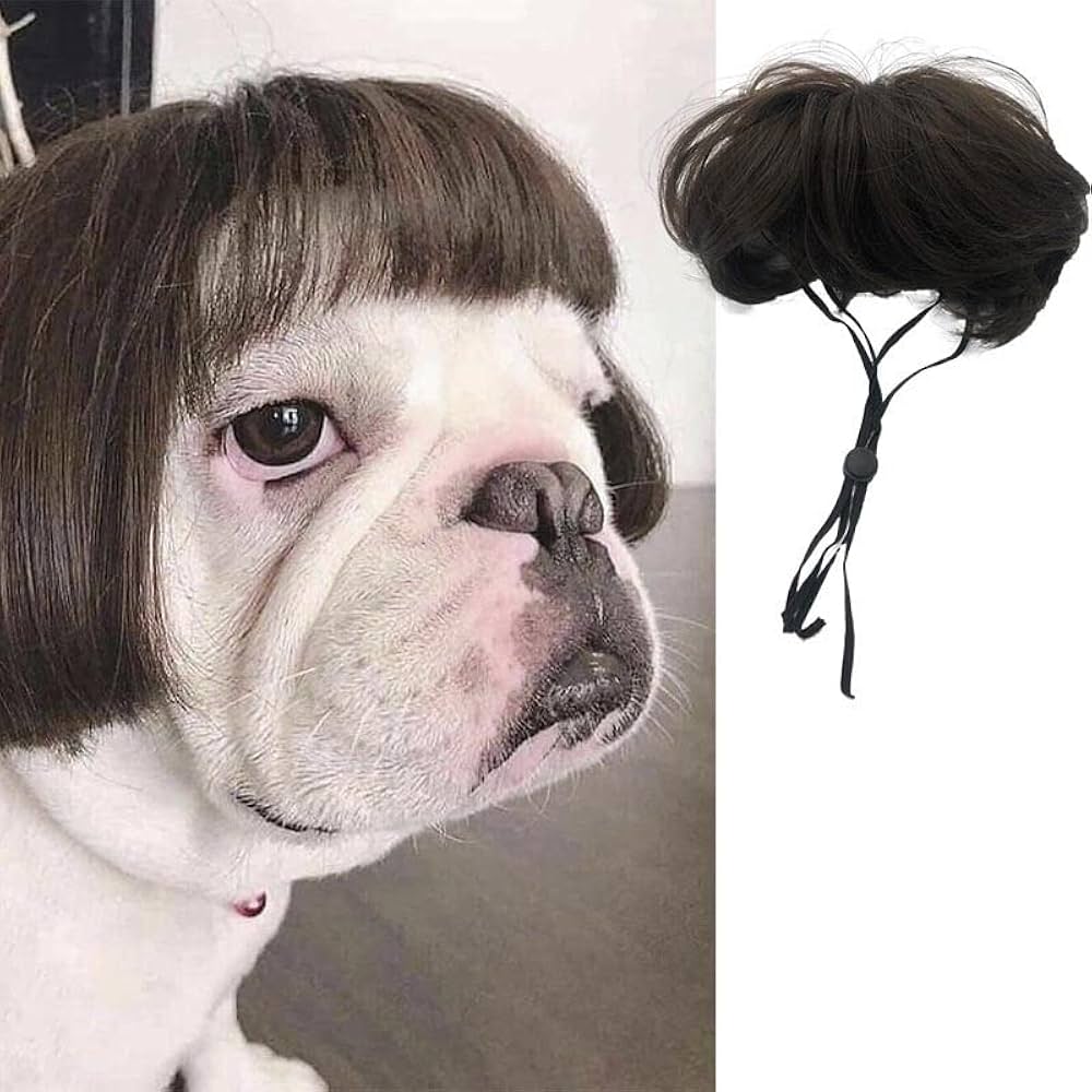 cão pelagem lisa
