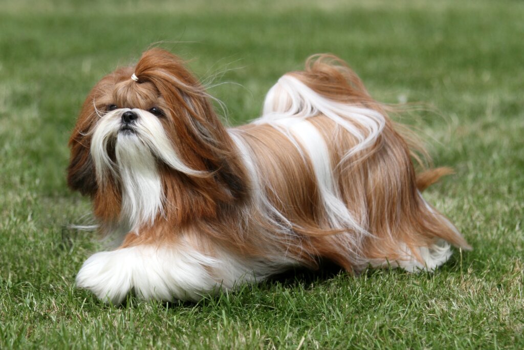 raças de cachorro com cabelo de humano