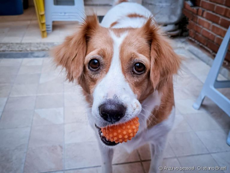 5 ideias de títulos:
1. Vira-Lata Saudável: Guia Completo de Cuidados Essenciais
2. Desmistificando o SRD: Tudo Sobre a Saúde e Bem-Estar do Seu Vira-Lata
3. Alimentação e Exercícios para Vira-Latas: Maximizando a Vitalidade
4. Adestramento e Socialização: Construindo um Vira-Lata Feliz e Equilibrado
5. Higiene e Conforto: Mantendo Seu Vira-Lata Limpo e Feliz