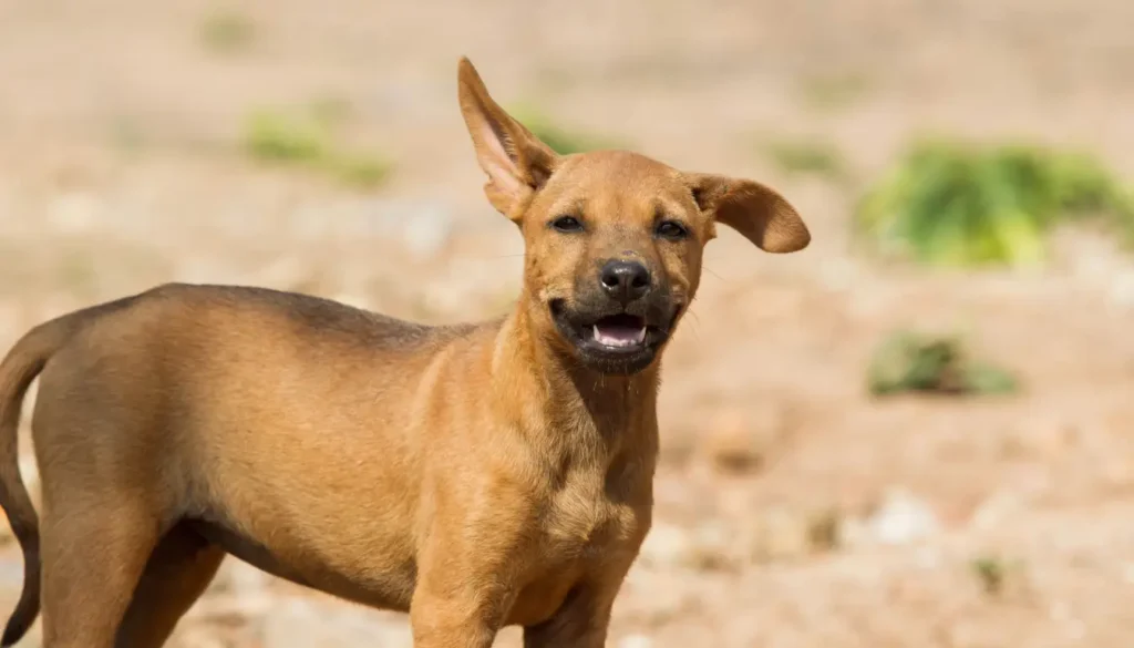 Cachorro Vira Lata Como Cuidar