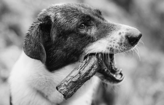 5 ideias de títulos:
1. Vira-Lata Saudável: Guia Completo de Cuidados Essenciais
2. Desmistificando o SRD: Tudo Sobre a Saúde e Bem-Estar do Seu Vira-Lata
3. Alimentação e Exercícios para Vira-Latas: Maximizando a Vitalidade
4. Adestramento e Socialização: Construindo um Vira-Lata Feliz e Equilibrado
5. Higiene e Conforto: Mantendo Seu Vira-Lata Limpo e Feliz