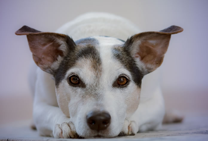 5 ideias de títulos:
1. Vira-Lata Saudável: Guia Completo de Cuidados Essenciais
2. Desmistificando o SRD: Tudo Sobre a Saúde e Bem-Estar do Seu Vira-Lata
3. Alimentação e Exercícios para Vira-Latas: Maximizando a Vitalidade
4. Adestramento e Socialização: Construindo um Vira-Lata Feliz e Equilibrado
5. Higiene e Conforto: Mantendo Seu Vira-Lata Limpo e Feliz