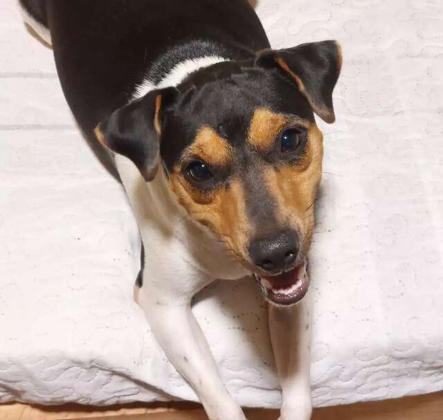 Cachorro Vira Lata Como Cuidar