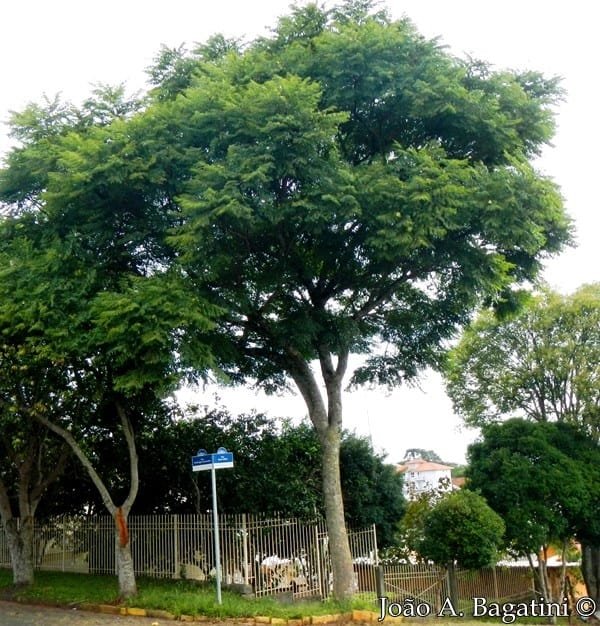 Jacarandá-caroba