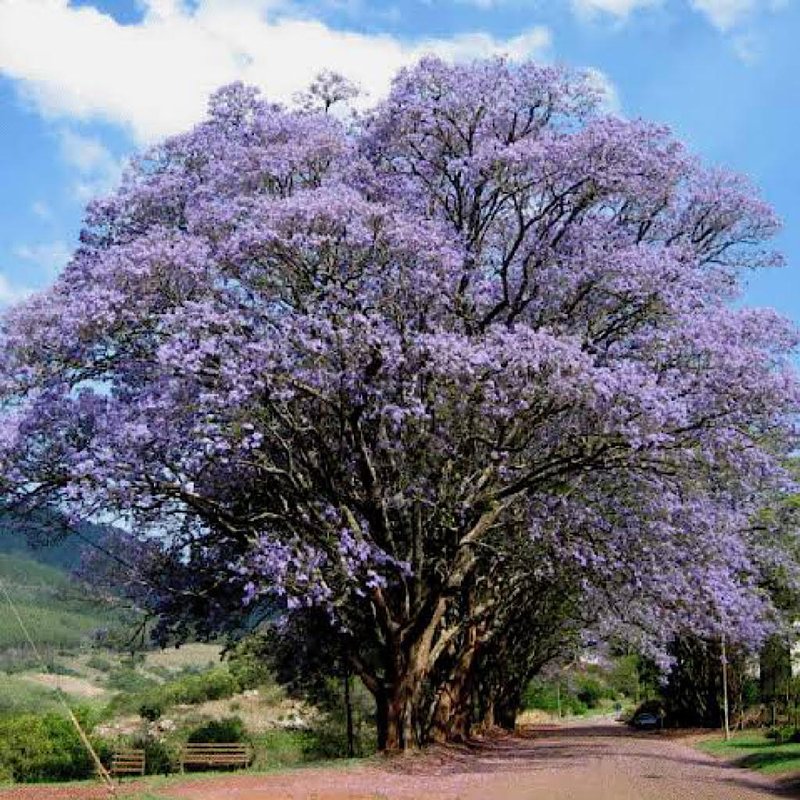 Carobão