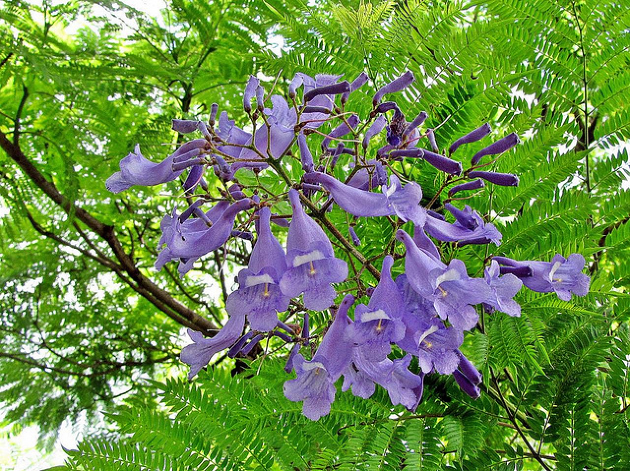 Jacarandá-mimoso