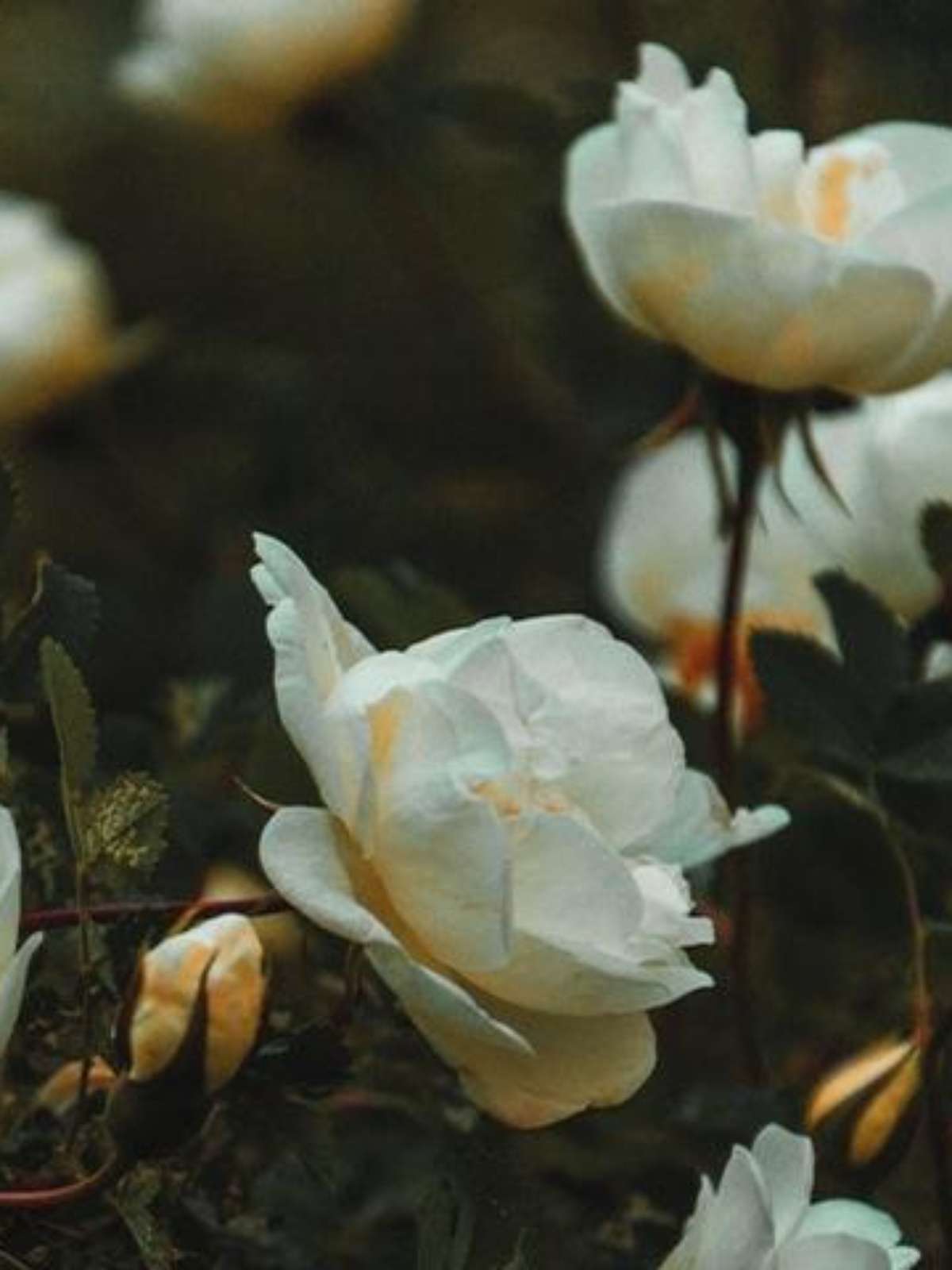 Chá De Rosa Branca Faz Descer A Menstruação