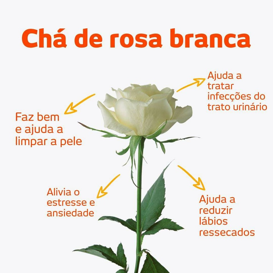 Os verdadeiros benefícios do chá de rosa branca para a saúde feminina