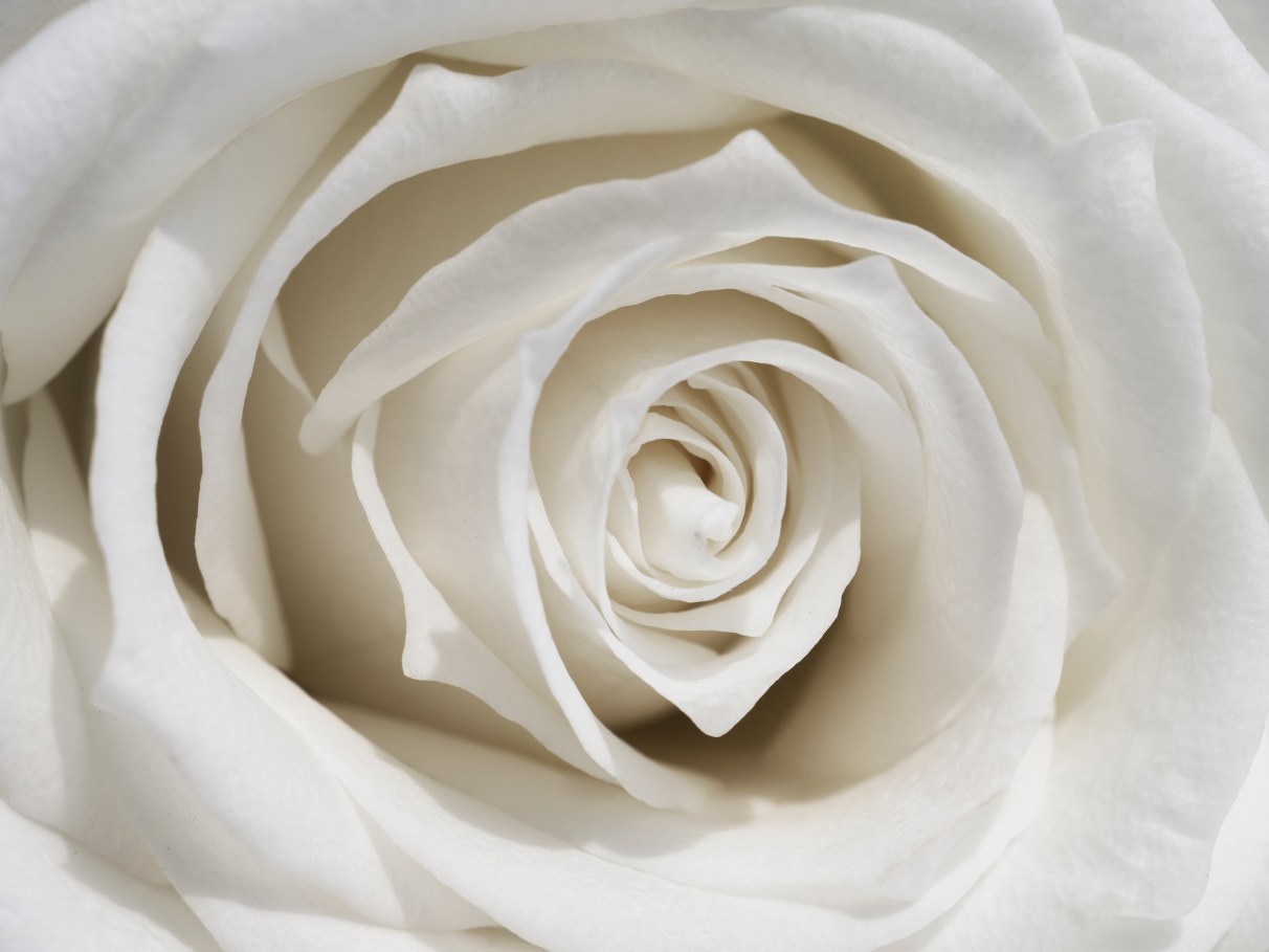 Além da menstruação: outros usos e preparos do chá de rosa branca