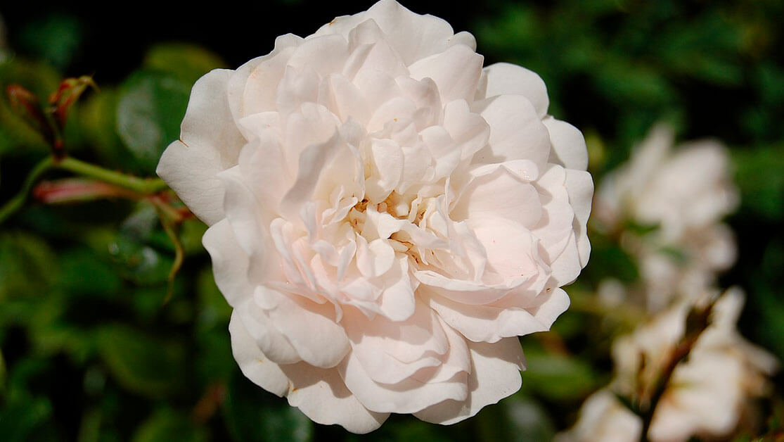 Os verdadeiros benefícios do chá de rosa branca para a saúde feminina