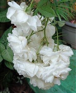 Chás que realmente ajudam a menstruação a descer: um guia completo