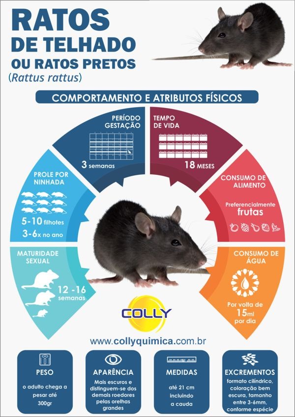 Como Acabar Com Os Ratos