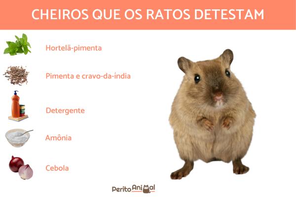 Os Melhores Repelentes Naturais para Afastar Ratos Sem Químicos