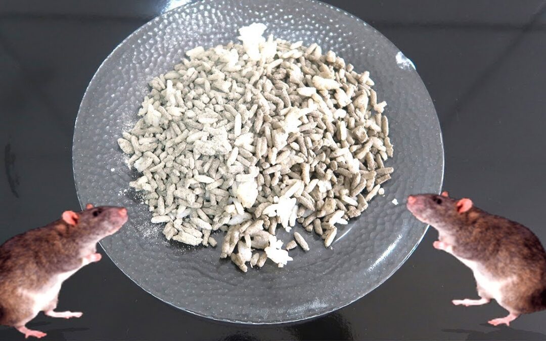 Raticidas Eficazes: Racumin vs. Rodilon – Qual Escolher?