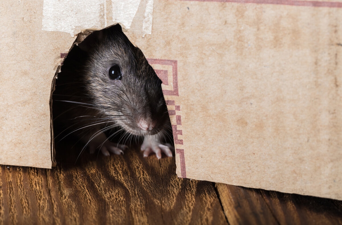 Mitos e Verdades sobre Receitas Caseiras para Eliminar Ratos