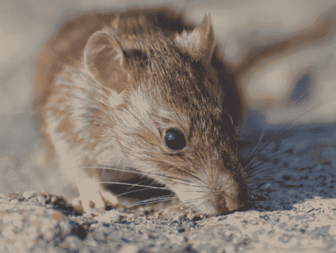 Como Acabar Com Os Ratos