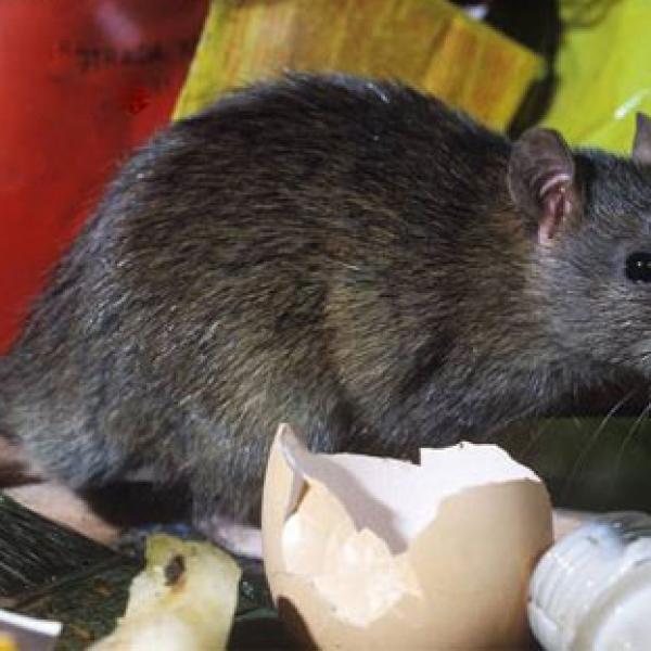 Os Melhores Repelentes Naturais para Afastar Ratos Sem Químicos