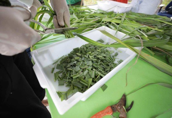 erros comuns fazer repelente citronela caseiro